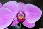Phalaenopsis Figaro